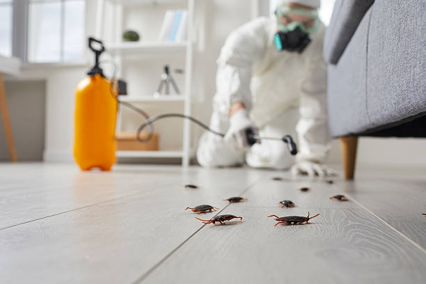 Commercial Kitchen Cockroach Control in Morenci